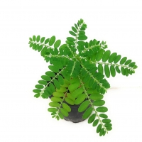 phyllanthus niruri meaning in urdu